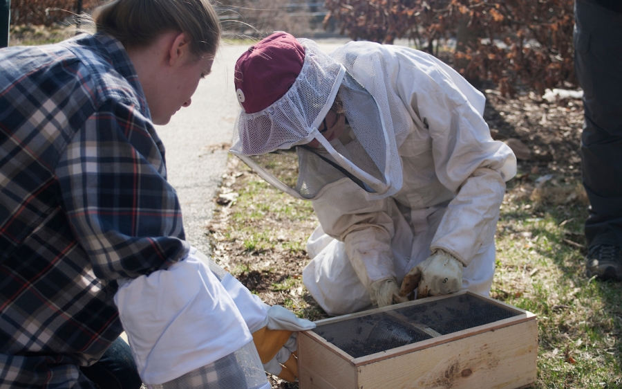 A student helps a professor in a bee suit with a beehive