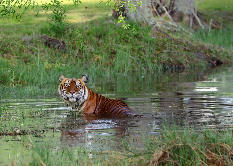 A tiger is in a pool of water outside 