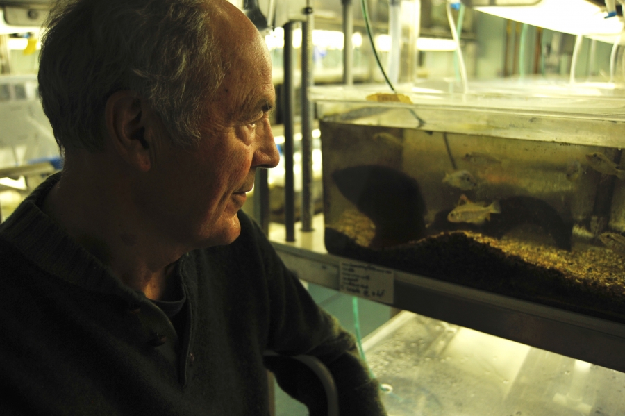 Russell Dawson Fernald ’63 looking into fish tank