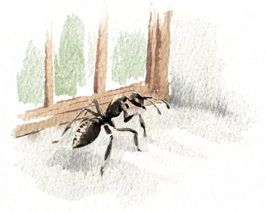 illustration of ant on windowsill