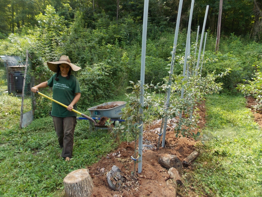 Anna Hess ’00 spreading manure around apple trees