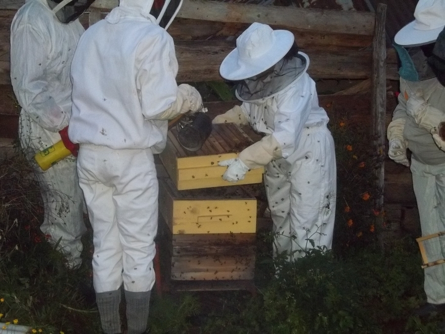 A group of beekeepers tending a hive