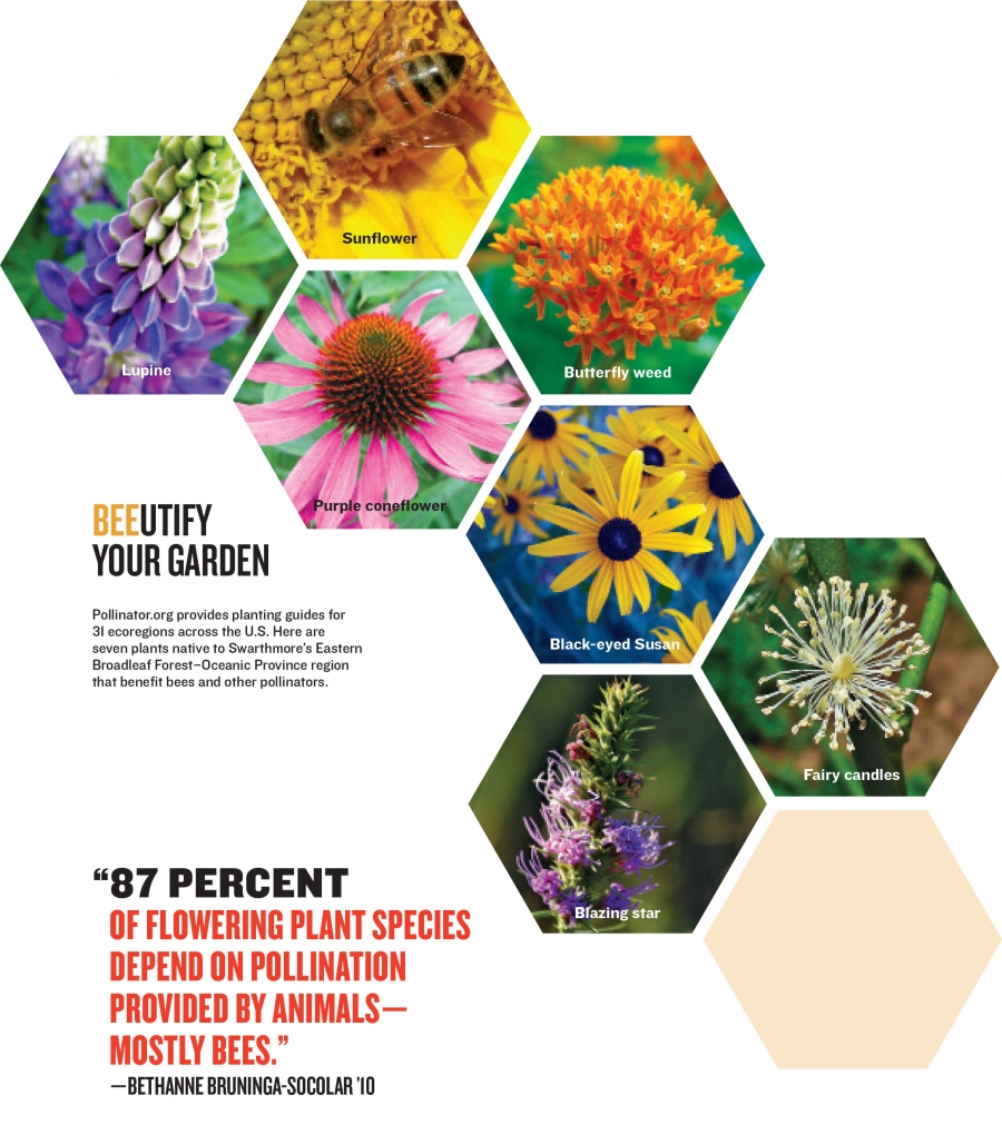 Bee-utify your garden: Pollinator.org provides planting guides for 31 U.S. ecoregions. Seven plants native to the Swarthmore area that benefit pollinators include lupine, sunflower, purple coneflower, butterfly weed, black-eyed Susan, blazing star, and fairy candles