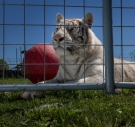 A white tiger is resting in a cage with a red ball.