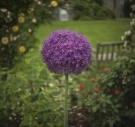 Purple flower at Swarthmore