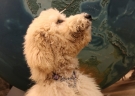 cream-colored poodle looks up at a globe