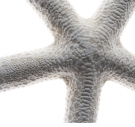 sea star