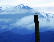 A bald eagle sits on a post with a beautiful mountain range behind it.