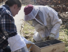 Two people bend over a box filled with bees.