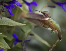 Hummingbird