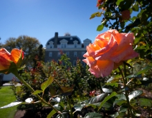 dean bond rose garden