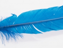 blue feather