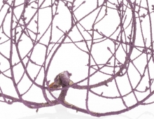 a weeping hemlock branch painted purple