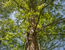 A tree on Swarthmore's campus