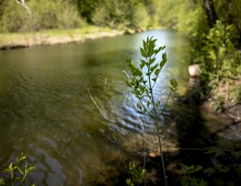 picture of the Crum Creek 