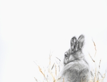 drawing of a rabbit