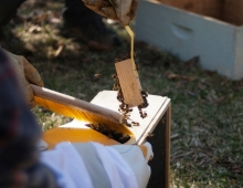 A beekeeper removing bees from a hive