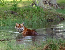 A tiger is in a pool of water outside 