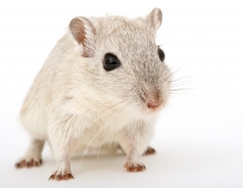mouse