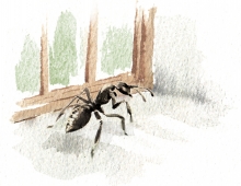 illustration of ant on windowsill