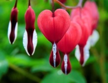 bleeding heart plants 