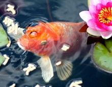 koi rising to surface by lily pad