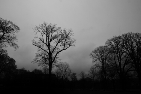 dark cloudy sky and leafless trees 