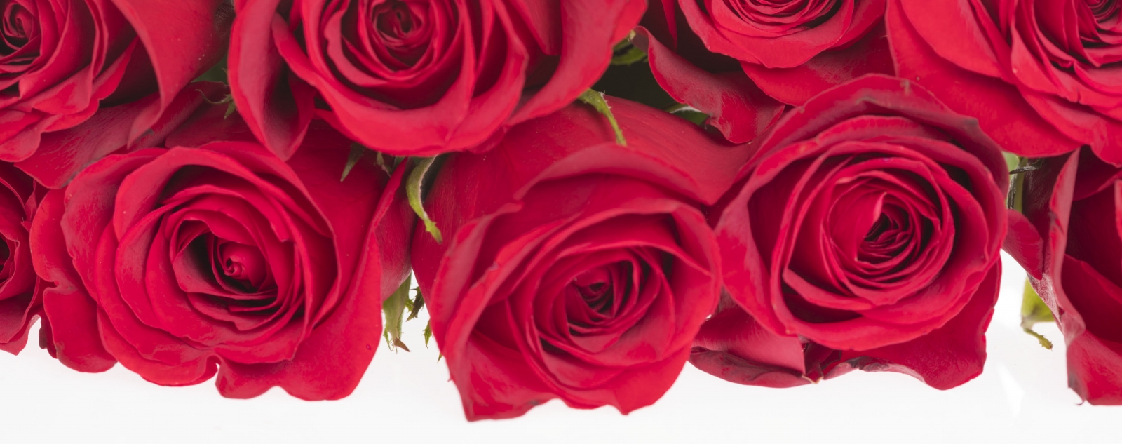red roses