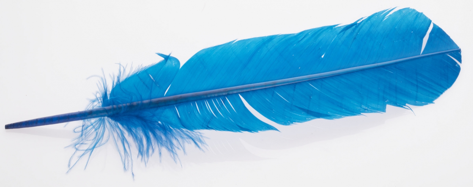 blue feather