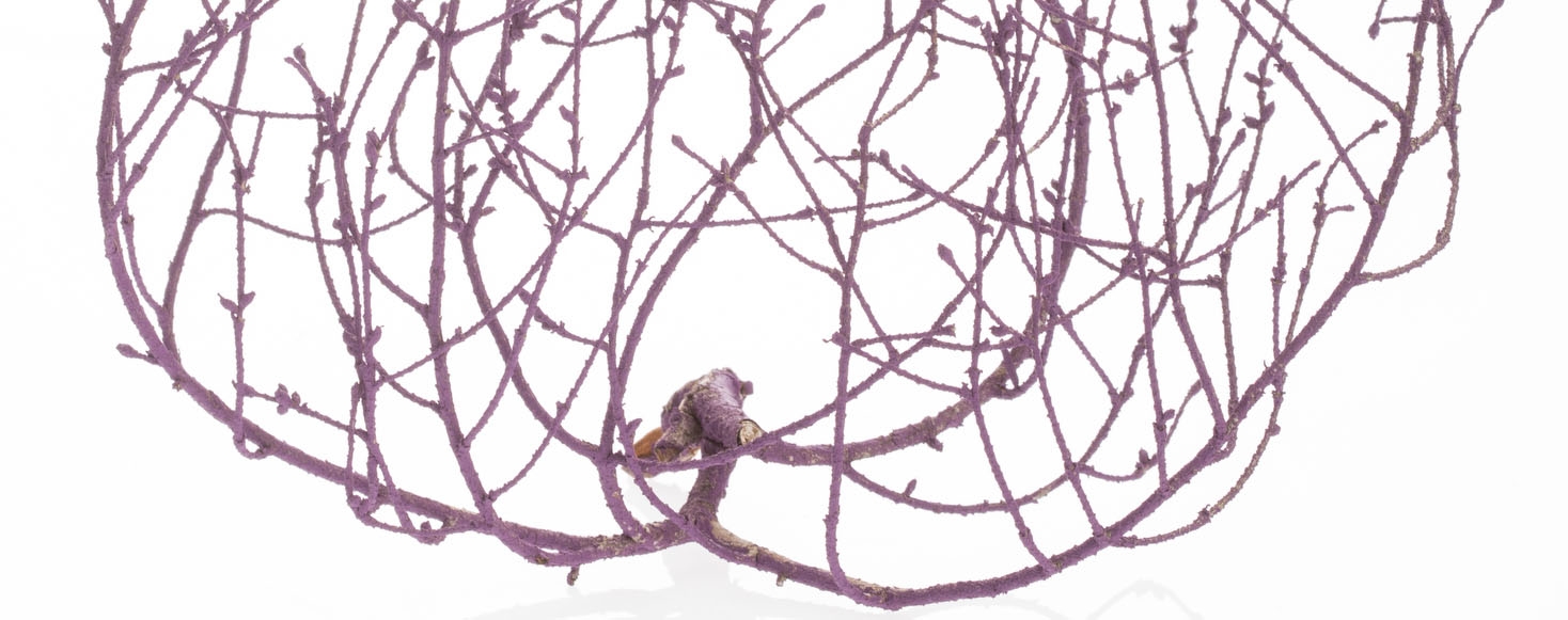 a weeping hemlock branch painted purple