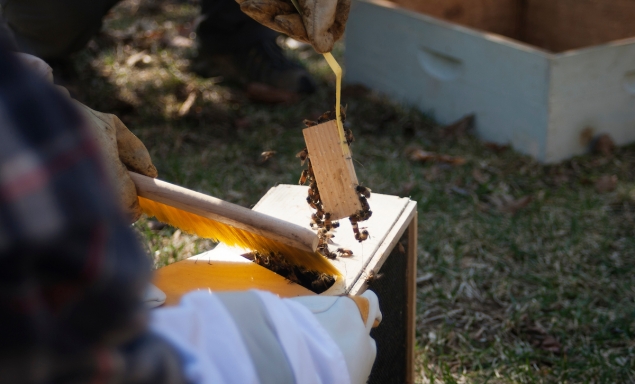 A beekeeper removing bees from a hive