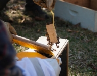 A beekeeper removing bees from a hive