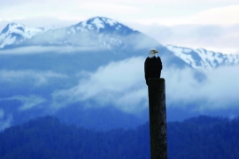 A bald eagle sits on a post with a beautiful mountain range behind it.