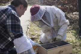 Two people bend over a box filled with bees.