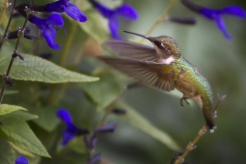 Hummingbird