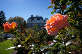 dean bond rose garden