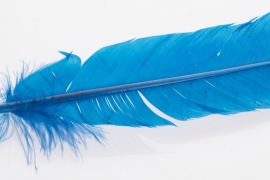 blue feather