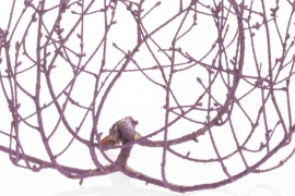 a weeping hemlock branch painted purple