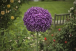 Purple flower at Swarthmore