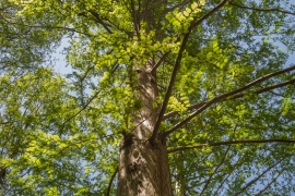 A tree on Swarthmore's campus