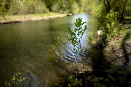 picture of the Crum Creek 