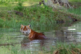 A tiger is in a pool of water outside 