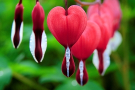 bleeding heart plants 