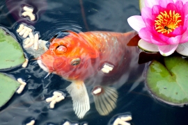 koi rising to surface by lily pad