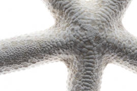 sea star