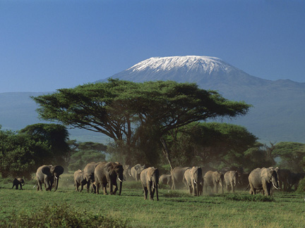 connections_Elephants_at_Mt_Kilimanjaro.JPG