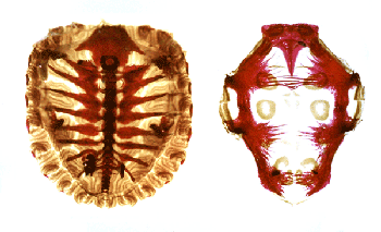 The carapace (left) and plastron (right) of a 118-day red-ear slider hatchling.