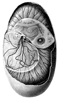 Embryo of Trachemys scripta (red-ear slider turtle)