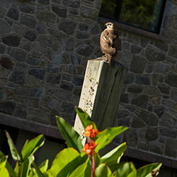 Hawk sitting on a fence