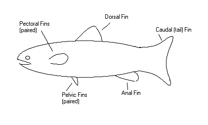 fish diagram